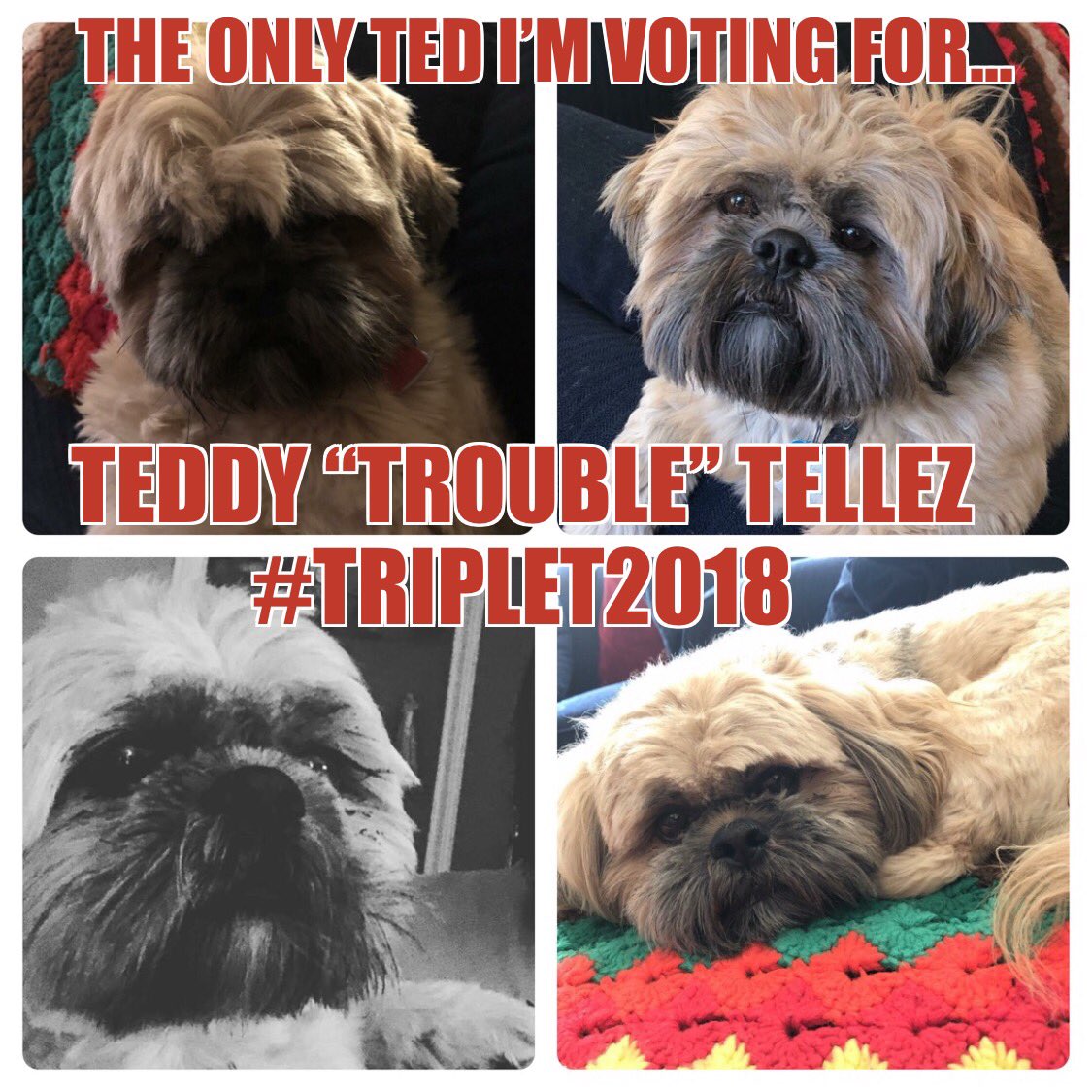life_of_tellez's tweet photo. 😂 The Triple Threat #makeamericabarkagain https://t.co/iU9sEvRv7z