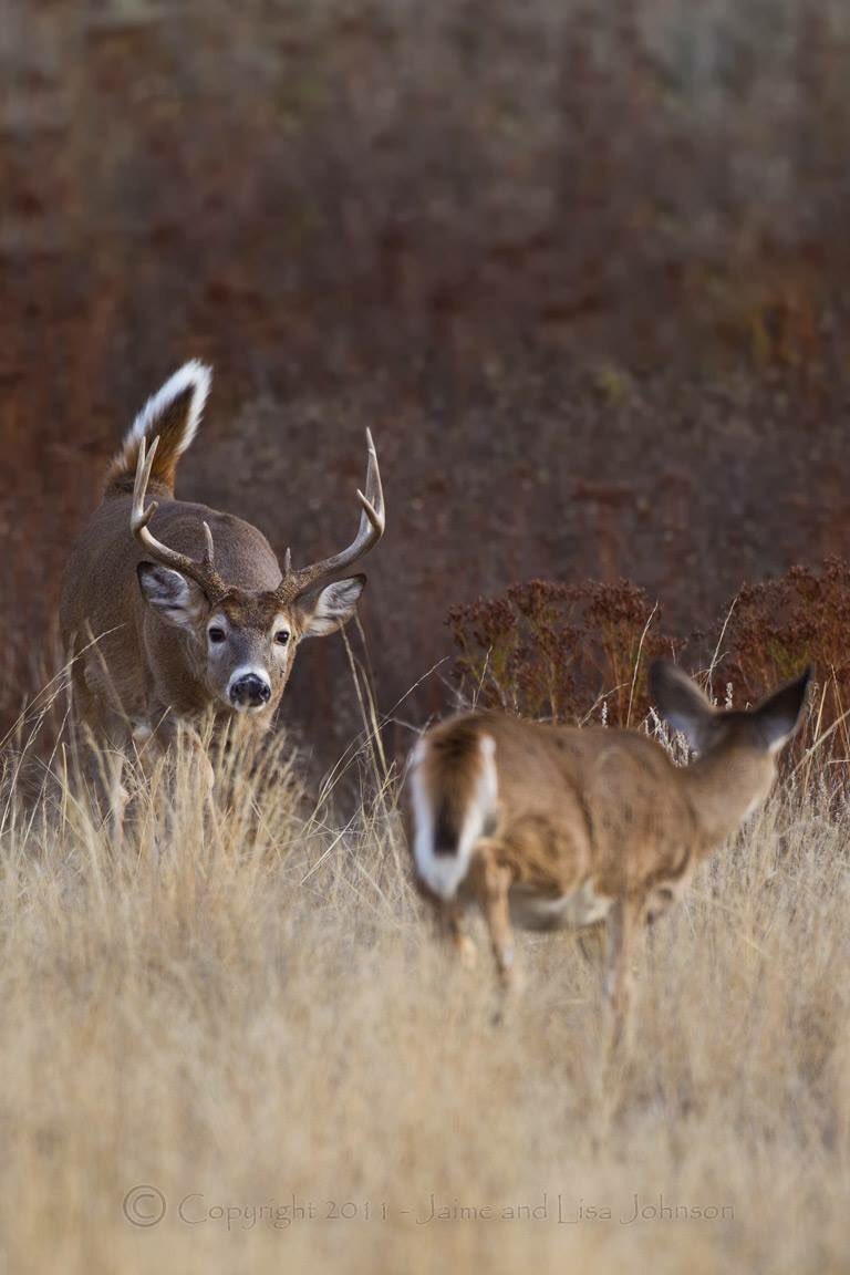 OutdoorObsessor's tweet photo. Let the rut begin 😻🦌 https://t.co/cygEa5xCVN