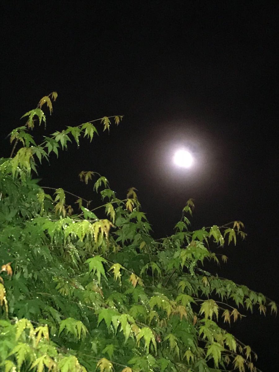 Featured image of post Boa Noite Lua Cheia : O que são as fases da lua cheia em 2019?