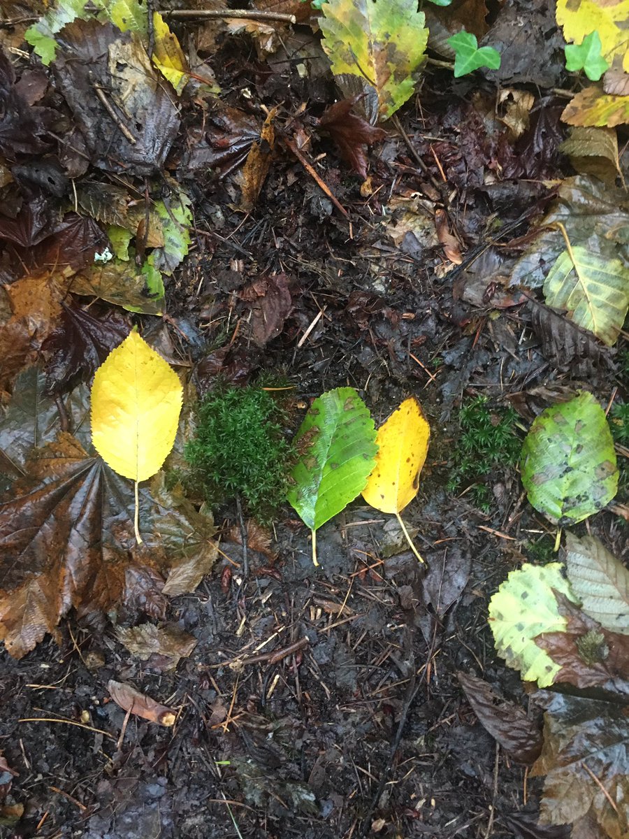 MsGordonClass's tweet photo. Playing with patterns for Forest Fridays @seymourheights @NVSD44 #outdoorlearning #whatsyourpattern #fallcolours https://t.co/KVqoUE8Xi8