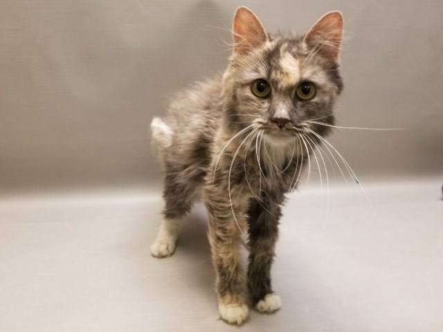NYC's DEATH ROW CATS tweet media