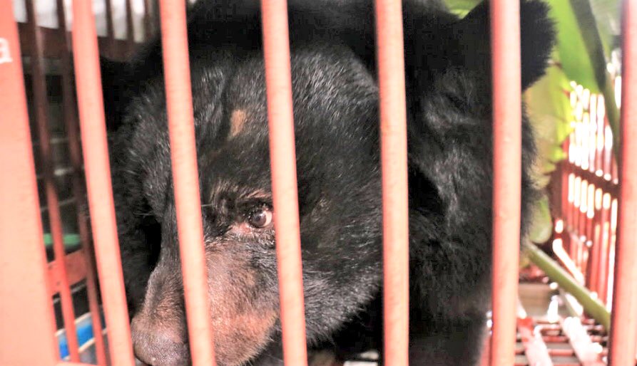 WorldAnimalNews's tweet photo. Breaking! 200th #Bear Arrives At @AnimalsAsia’s #Vietnam Sanctuary After Suffering 17 Years Of #BileFarm Misery 🐻🙏 #EndBearBileFarming
READ MORE 🌍👉 https://t.co/9AD56W227v https://t.co/wRyKnNmDgO