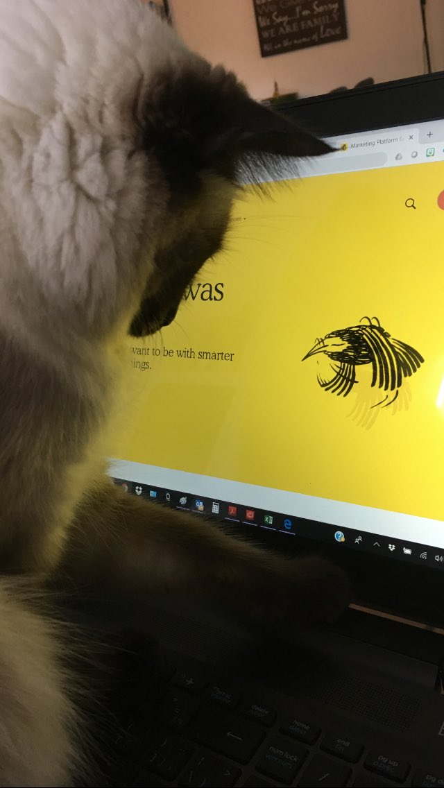 Omg <a href="/Mailchimp/">Intuit Mailchimp</a>  we had a very special visitor at my BFF’s new office space &amp;
she loves your new look!! 😻