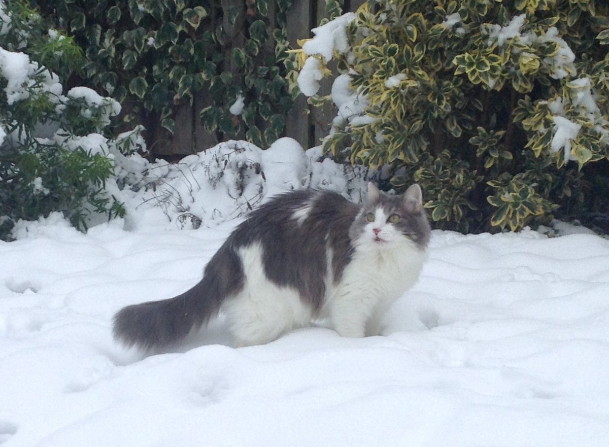 BlackwellsBooks's tweet photo. Snow Leopards now come in individual snack pack size! #FelineFriday #FelinesofFlorida #PrincessJuliet https://t.co/4cTgp4ueYp