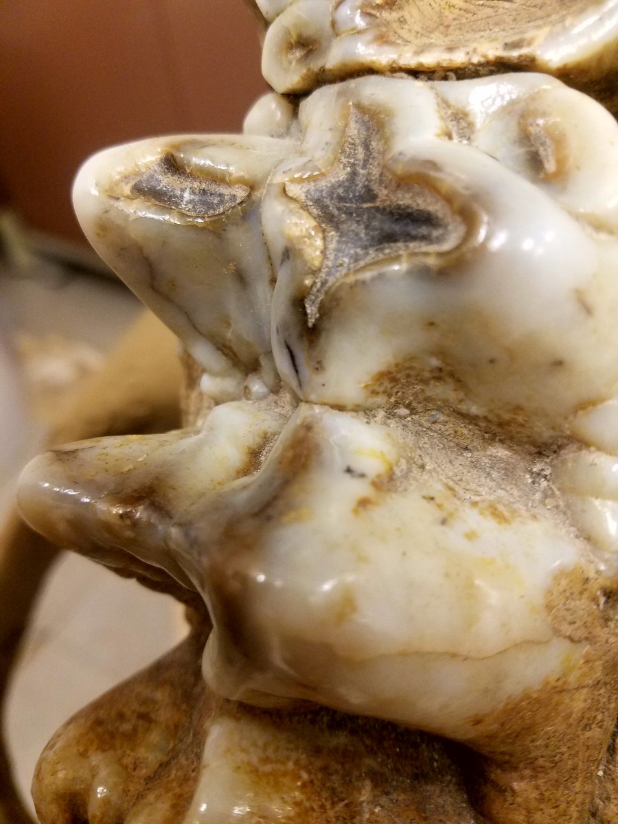 DannyAnduza's tweet photo. Just your periodic reminder that #mastodon teeth are really cool and weirdly human-looking https://t.co/RlRBa8xNBq