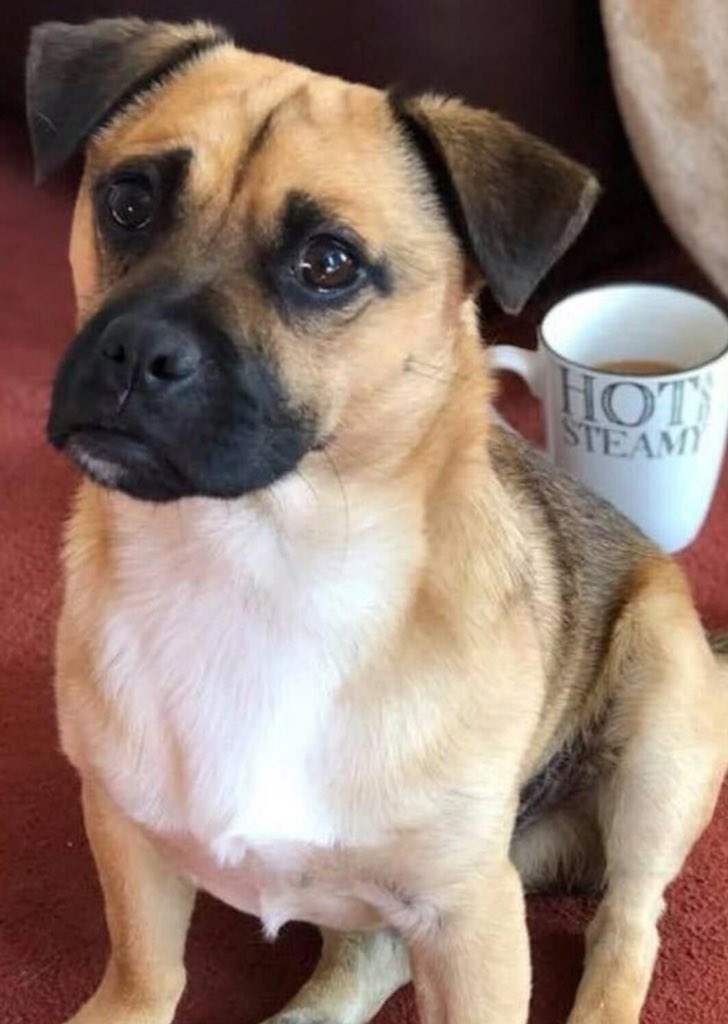 veryluckypugs's tweet photo. MISSING JRT 😢 Male Ronnie From West Yorkshire since 5/10/18 😞 Facebook Page- Missing Ronnie ❤️ Loved n Missed 💔 Have You Seen Ronnie Please? 🙏 #missingronnie @rosiedoc666 @gelert01 @SummerBreezeUS @jaynecellison @MishRodriguez @BlueFrenchie1 @HelpStolen @Find_Panda https://t.co/KAXSLT3kT6