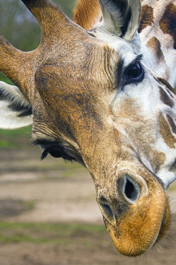 Girafas ❤