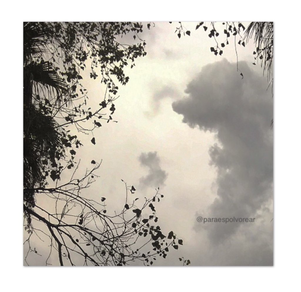 paraespolvorear's tweet image. #CuandoConectoCon el cielo encuentro perritos.