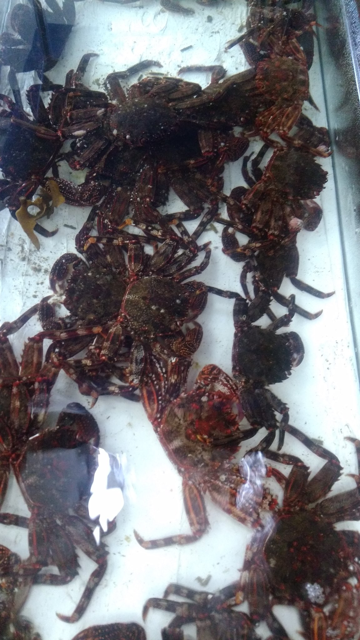 釣侍小田原店 Twitterissa 最近 オニヤド サザエなど石鯛の餌が少な目のでカニも仕入れました タコにも使えますのでよろしくお願いします 釣侍小田原店 Twitterissa 最近 オニヤド サザエなど石鯛の餌が少な目のでカニも仕入れました タコにも使えますのでよろしくお願いします