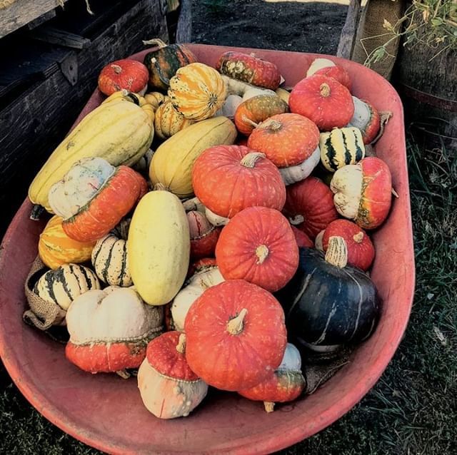 TheFarmLoop's tweet photo. Some gourd humour:
Q: What was the gourd’s favourite sport?
A: Squash.
.
.
#WestsideFarmLoop #Gourds #Gourdhumor #Gourdjokes #farmloop #fallcolors #farmhumor https://t.co/d1I2h4xuQn https://t.co/341orPqMBC