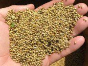 ComoSeFaz2's tweet photo. Amaranto – Propriedades Medicinais - https://t.co/Z68MFmcnLW https://t.co/YaaoSbt1HV