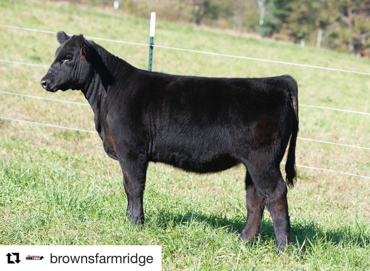 brownsmarketing's tweet photo. . Lot 6 l BFR Willa Bea 1809 l Sub Zero x Payday l April 28, 2018.
•
Bid on our online sale Monday October 29th on https://t.co/zGB3RLeHe0 and come start chasing banners with our crew!
•
#diamonds4thebackdrop #teambfr #bannerchasing #stockshowlife . https://t.co/yTSZL5wU3V