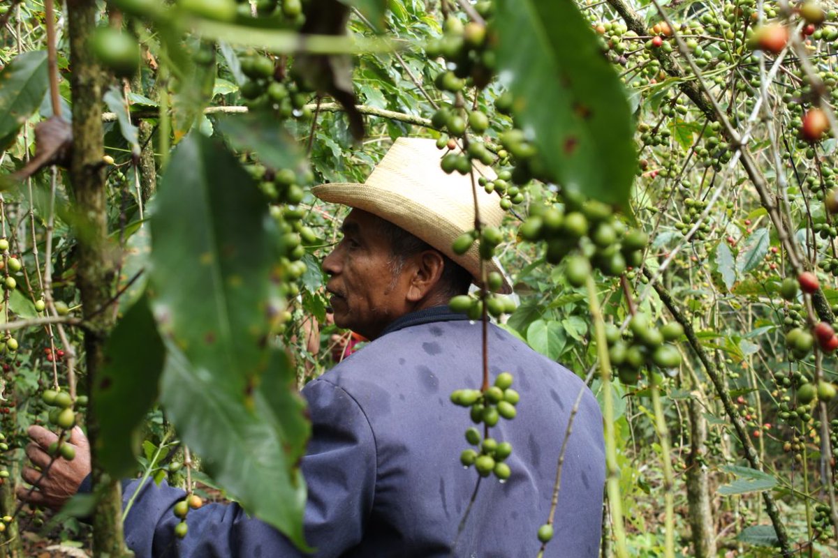 ¿Quién de aquí toma café? este fin hay un evento con causa cafetalera organizado por <a href="/CasaCardinal/">Cardinal. Casa de café.</a> . Se trata de la recaudación de fondos para productores de café en Xochitonalco, como Fidencio Patricio
Acá detalles: facebook.com/LaSenoritaEtce…