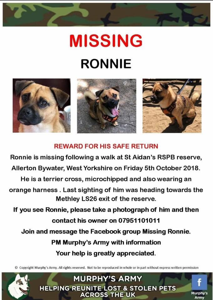 BlueFrenchie1's tweet photo. MISSING TERRIER😢 West Yorkshire 5/10/18 💔
#missingronnie @rosiedoc666 @gelert01 @veryluckypugs @Eloquencealways @vincerock6 https://t.co/XXnZkqc7IB