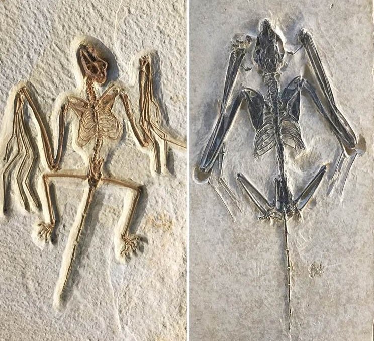 BadlandsNPS's tweet photo. Description:#BatWeek continues: The oldest bat fossil is from our friends at @fossilbuttenps and dates back 52 million years. Onychonycteris finneyiis (fossil on left) one of the earliest known bat fossils and it appears they did not use echolocation. https://t.co/OKlU0aCiiM