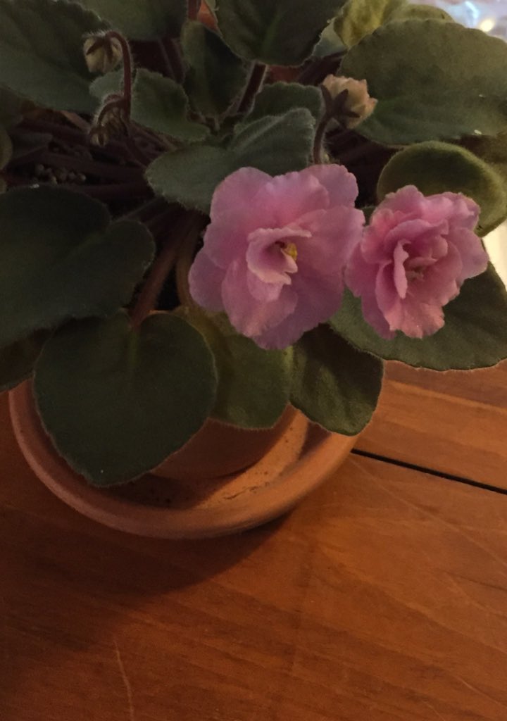West Virginia African Violets (@WViolets) / Posts / X