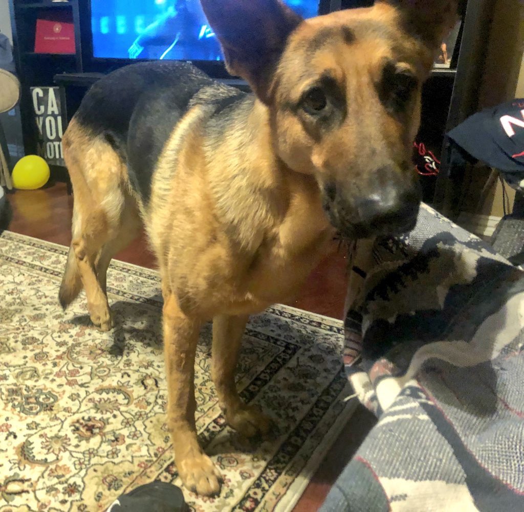 This is Atty. He’s a PTSD service pup who tore his back right zoomer. He’s scheduled for surgery Monday, but has a long road of physical therapy ahead of him. You can help Atty get back to his very important work by clicking below. 13/10

gofundme.com/helpattyrunaga…