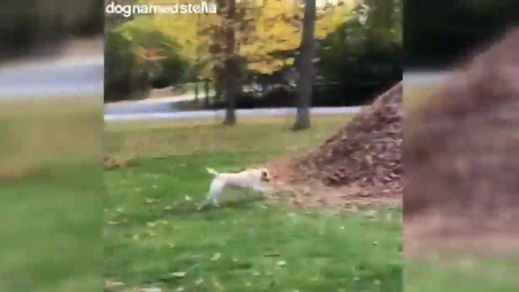 WLWT's tweet photo. Incoming! Pup takes running leap into giant leaf pile, couldn't be happier https://t.co/1wTfYDZIj2 https://t.co/WuoRaV0Ck0