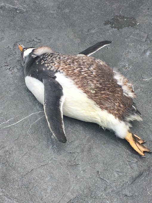 ペンギンの足の裏ってこうなってるのか 氷の上でも凍らない秘密と新た