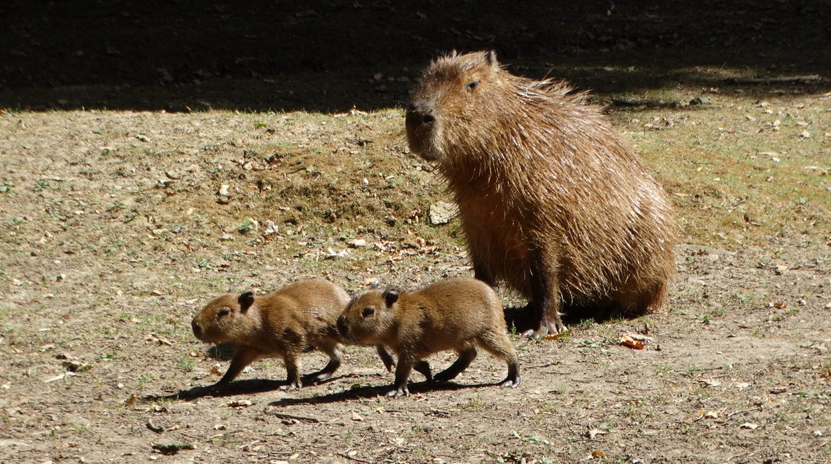 A pair of Capybaras were born at the park. 