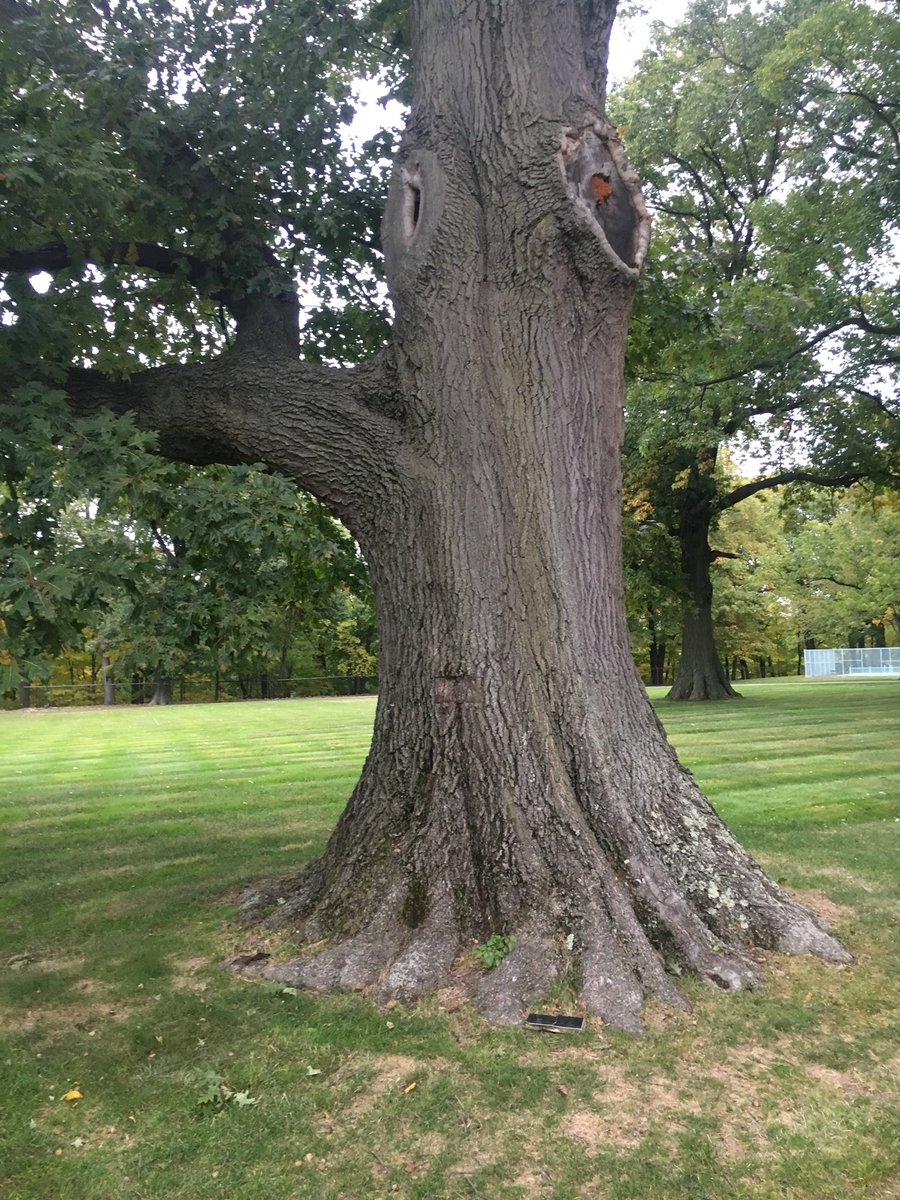 apfulton5's tweet photo. Check the girth on this Moses Cleaveland oak https://t.co/r0r3RwvRej