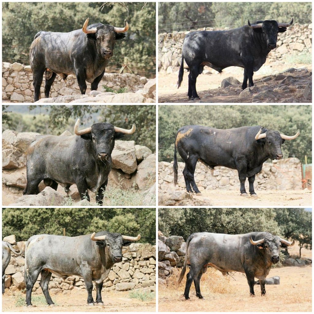 boustoros's tweet photo. Hoy en Onda (Castellón) a las 12h encierro de Adolfo Martín y a continuación exhibición de un toro del encierro y de otro de Alejandro García https://t.co/ThwrpW9eBY