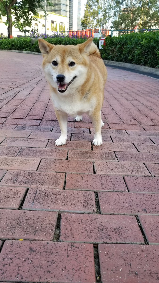 ট ইট র マック坊主 今朝のミファーさん 柴犬 しばいぬ 赤柴 Shibainu 柴犬部 ミファー Mipha 香港 九龍 油麻地 Hongkong Kowloon Yaumatei 寵物公園 Shotonnote8