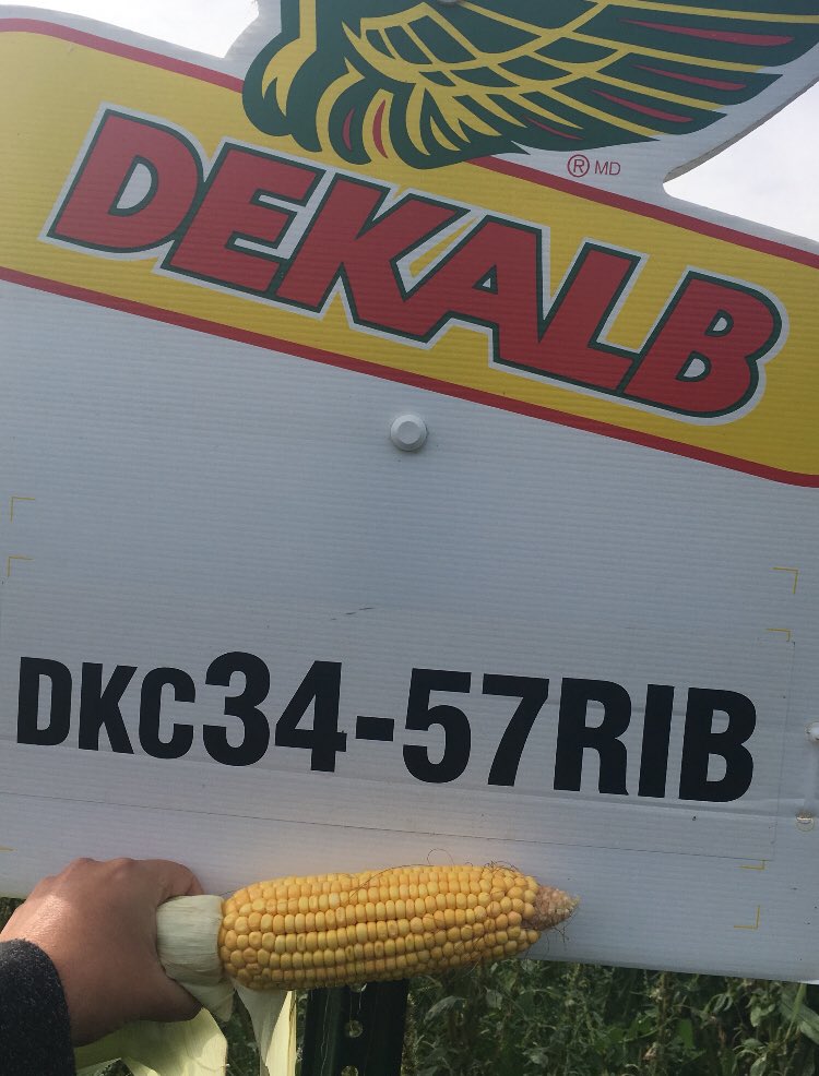 MegDesjardins's tweet photo. I’ve had a Crush on @DEKALB_Canada DKC34-57RIB all season long and the Silage results are coming in and proving exactly why this has been a standout product all year long! #tonnage and #nutrition all rolled into one #droughtresistant hybrid - IMPRESSIVE!! #beefyield #silage18 https://t.co/SJdHE3EE99