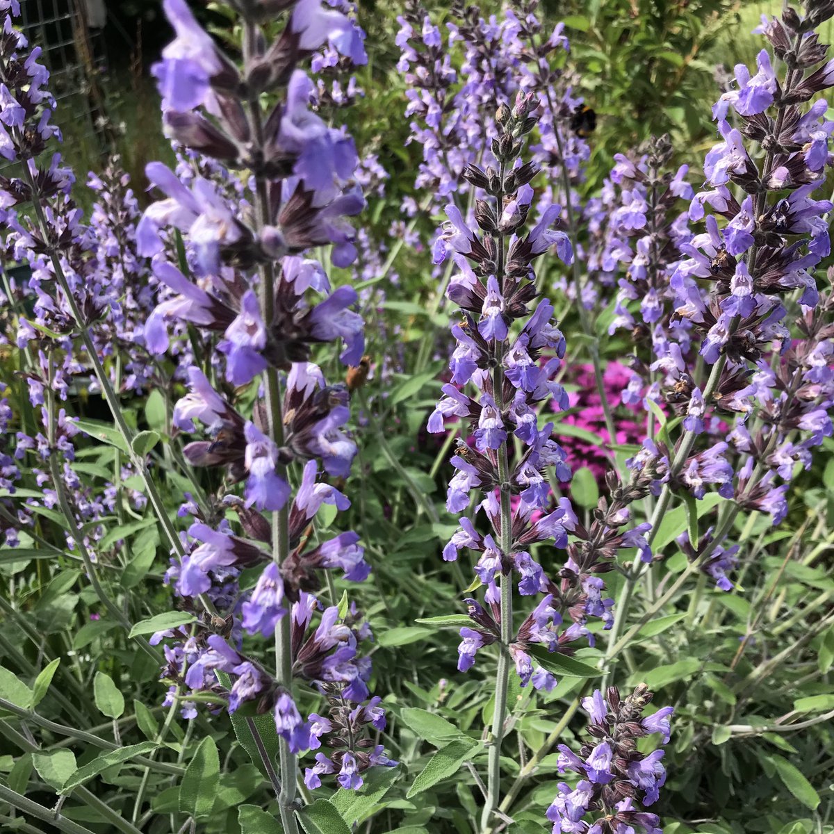 AndreePoppleton's tweet photo. Gardening is good ๐ฟ๐ฑ๐ #springherbs playing in the dirt keeps you sane .... sort of ๐๐ฌ https://t.co/mqXPraneNw