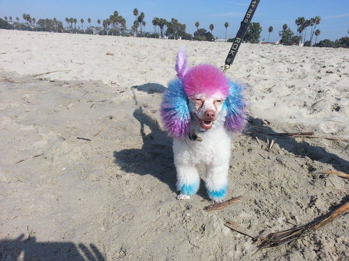 Only in #LosAngeles #Halloween #fancydress