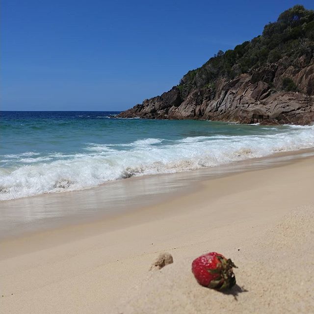 cheapasian's tweet photo. Not shown: 3 onions in separate locations also on the beach https://t.co/3RVJ6aSSOl https://t.co/KUhBEqM3wi