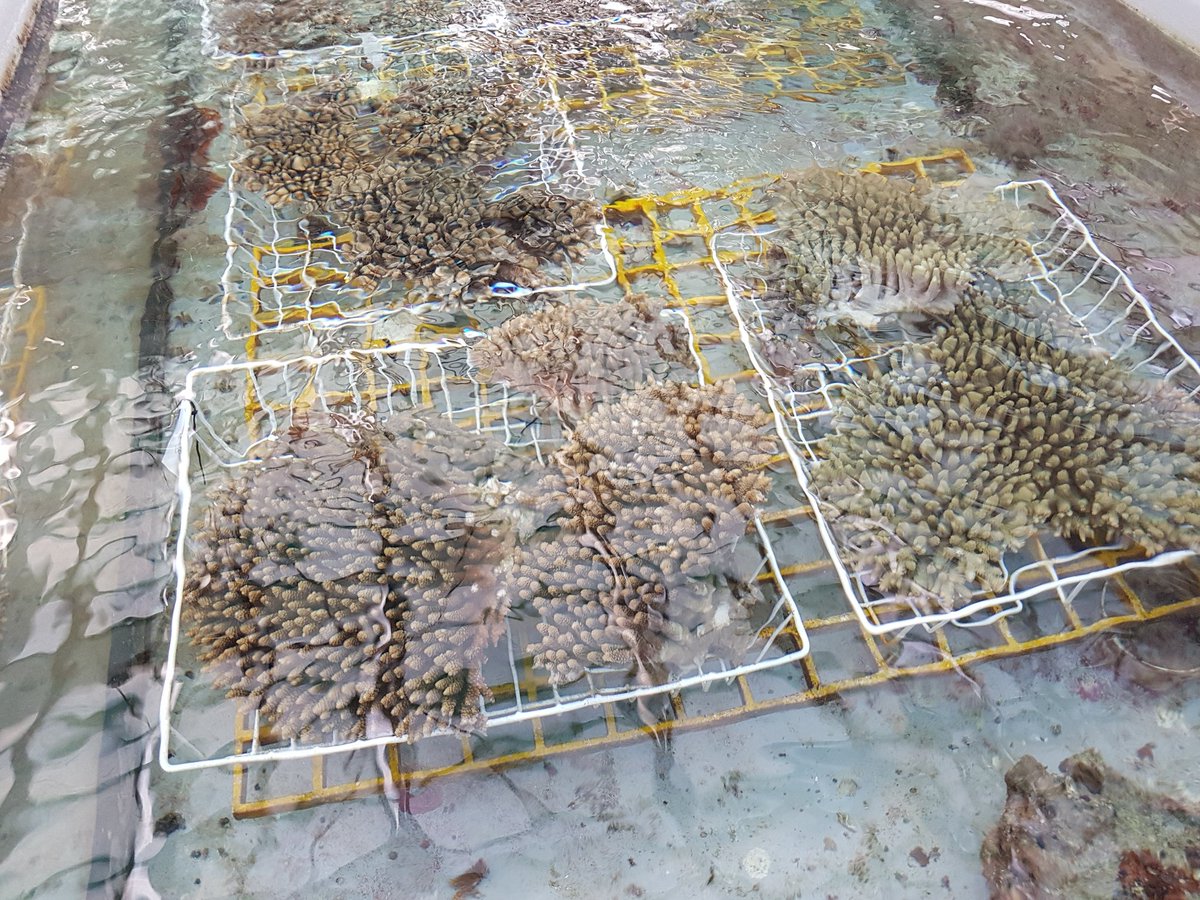SeaSim_AIMS tweet picture