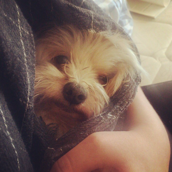#puppylove