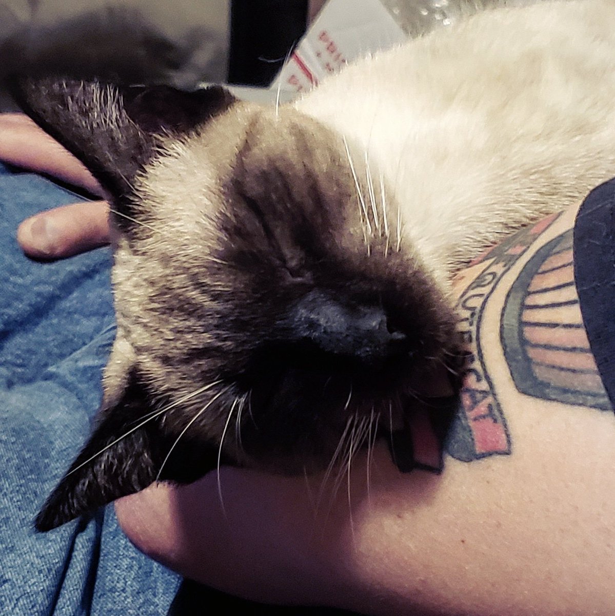 TheZiba's tweet photo. Ziba REALLY loves her Papa.
#adoptdontshop
#pdx #pdxcats #catsofportland #catsofpdx #ohspets #meezer #siamese #teamziba4life #rescuedismyfavoritebreed #cats #kittens #catlandia
#artharder #siyamkedisi #kedi #gato #chat #catdads #CatsOfTwitter #inpacerequiescat #montresor https://t.co/h7GZ4nZVR5