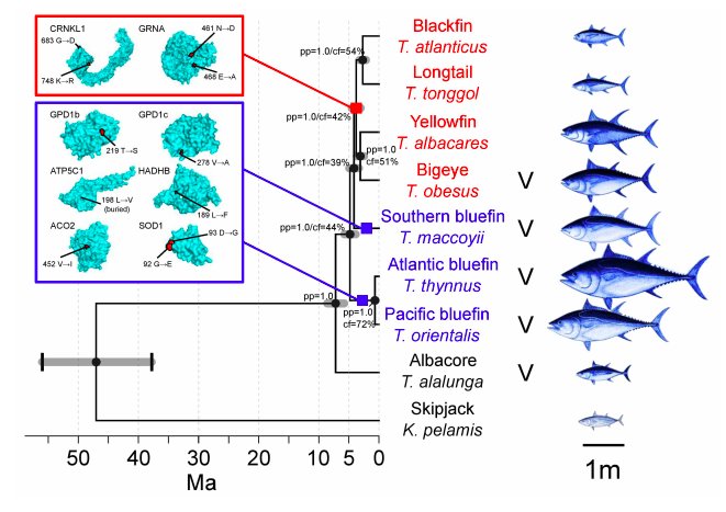 fsantini2015's tweet photo. phylogenomic study further supports the finding that tunas radiated during the Pliocene

Phylotranscriptomic insights into the diversification of endothermic Thunnus tunas
https://t.co/PCL2Cmr49n https://t.co/scg8dxHT0M