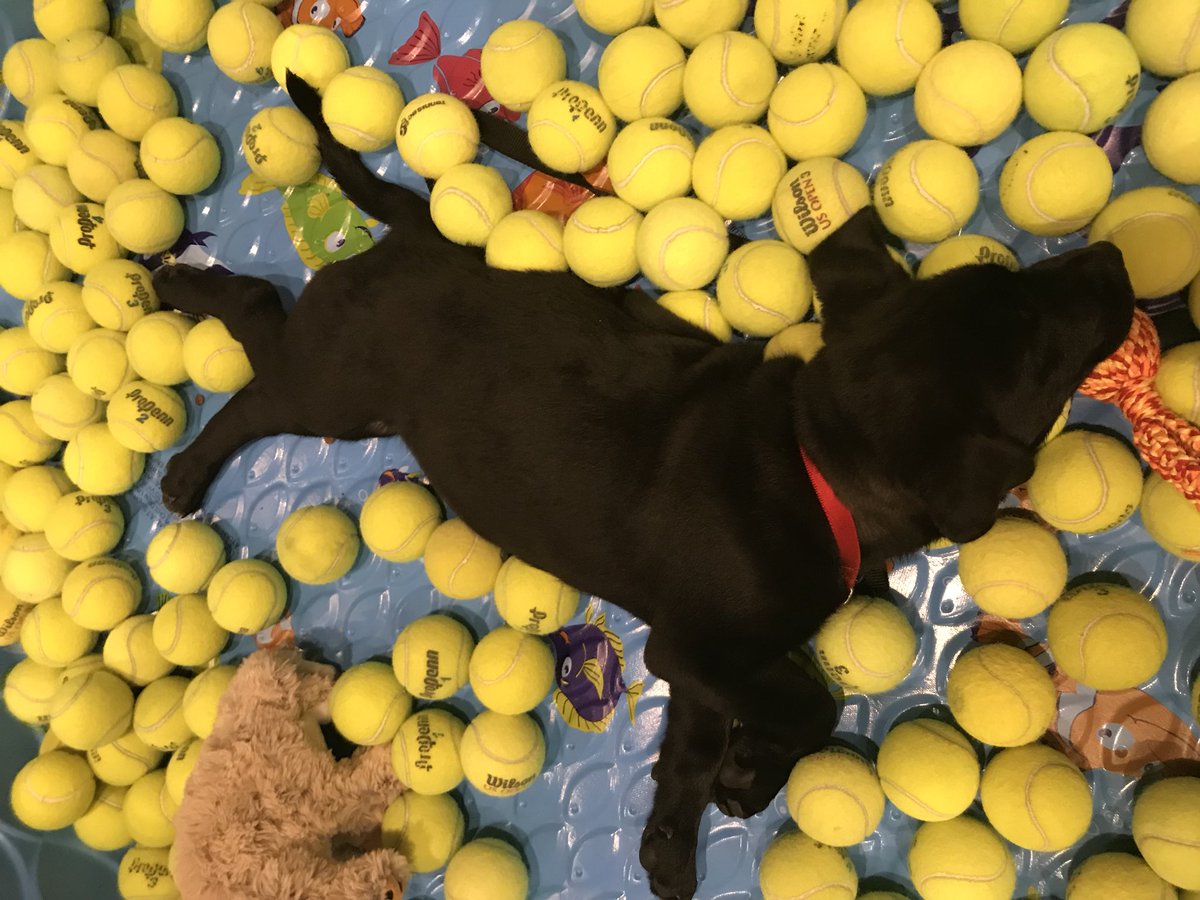 kendramangione's tweet photo. $597,573 raised for the @BC_SPCA, AND I got to hang out with this little dreamer. 😍 #OffleashedGala https://t.co/0ryMfGShqR