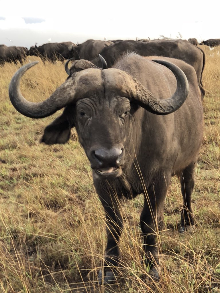 Hmm interesting.  Quest a Means Breakfast! #magicalkenya