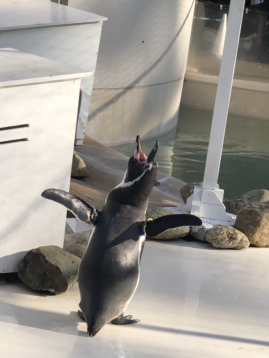 マユ ぼえー ペンギン