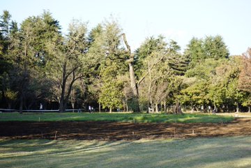 10月下旬 小金井公園で秋のデートをしてきました コスモスはないけれど