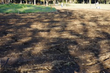 10月下旬 小金井公園で秋のデートをしてきました コスモスはないけれど