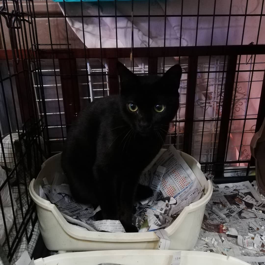 動物愛護市民団体jcdl No Twitter この子たちの里親様を募集します 黒猫 せりちゃん 男の子 サビ猫 なずなちゃん 女の子 はこべちゃん 女の子 1歳半の子達です どなたか暖かいご家庭にこの子を迎え入れていただけませんでしょうか 猫 里親募集 動物保護