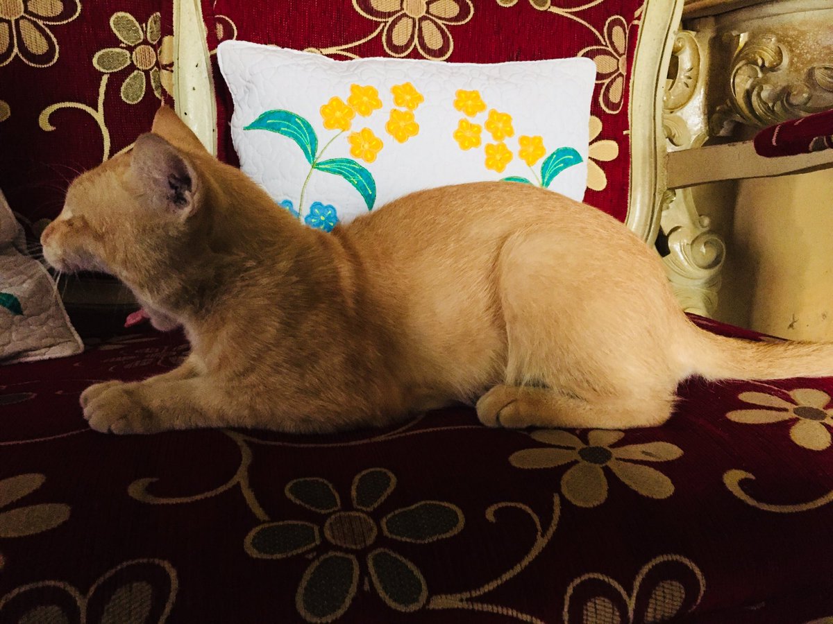 Adik Indrayanti tweet media