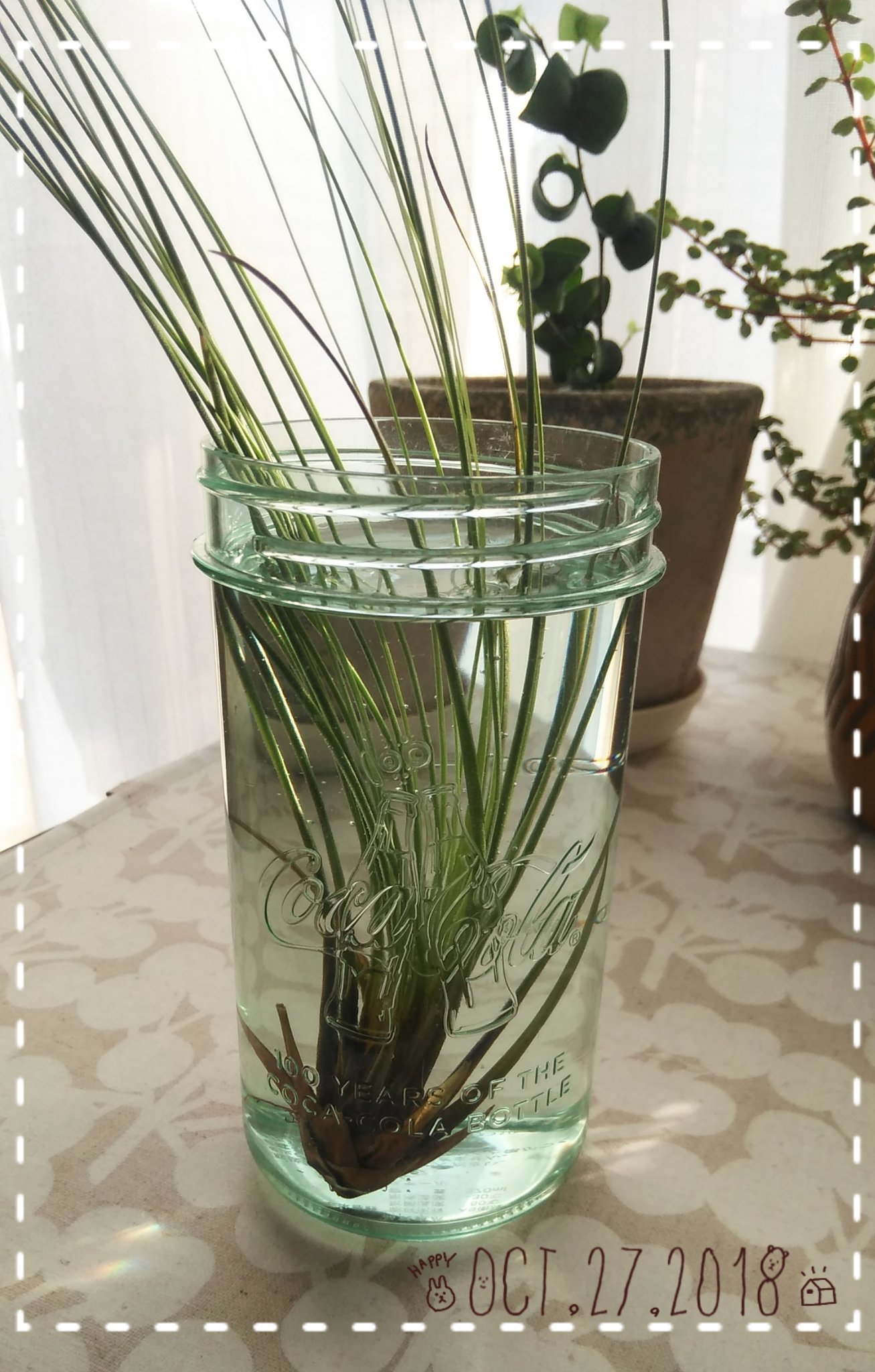 ガスパール 初エアプランツのジュンシフォリア まずソーキング 水は全体に浸すのに はみ出ちゃった やり直そうs ﾟdﾟ エアプランツ ジュンシフォリア T Co Eqmhdglqpz Twitter