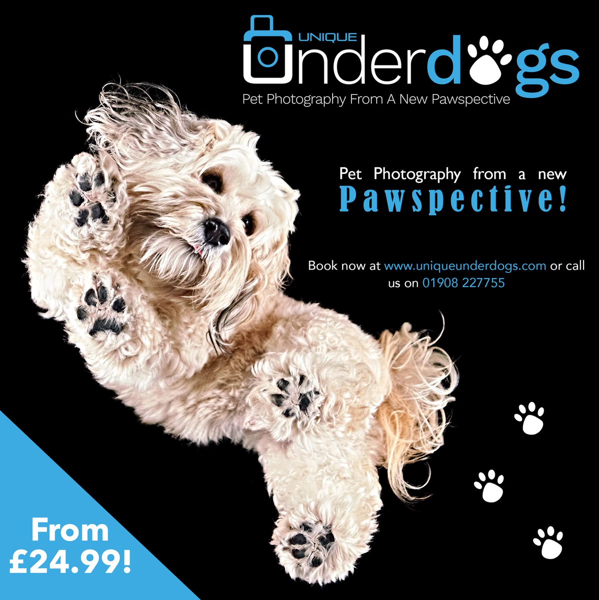 UniqueUnderdogs's tweet photo. Looking for a xmas gift ideas.  Unique Underdogs. Pet photography from a new pawspective 🐾 💕. From £24.99 #doglovers #dogs #doglife #dogphotography #dogmodel #doggiftideas #uniqueunderdogs #petphotography #dogstagram https://t.co/EATEo3KMSR