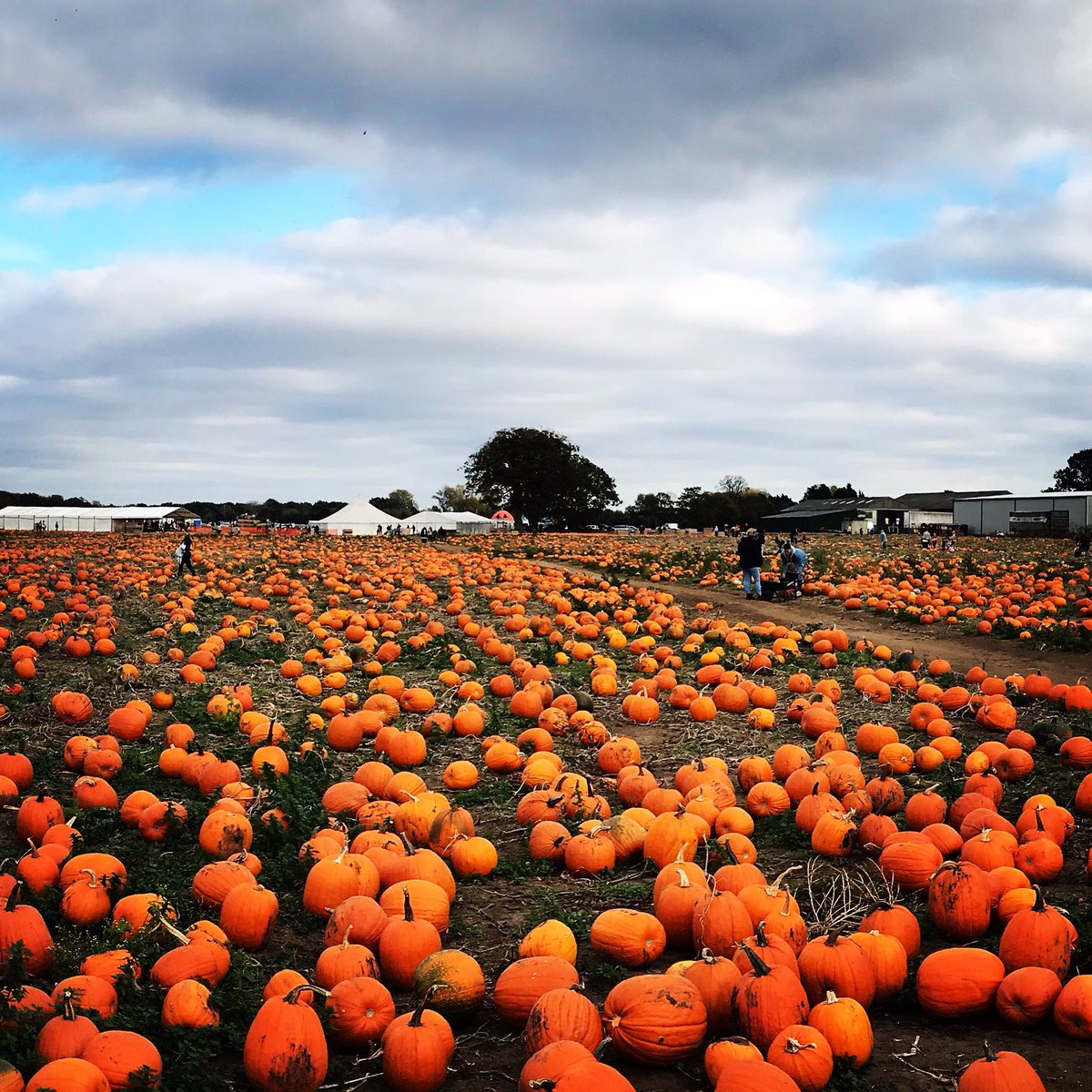 Good morning everyone! We’re down to the last 2 days of opening this year, so don’t miss out to PYO pumpkin direct from the vine. We have a huge range of pumpkins and gourds still available. 🎃 Were open today and tomorrow 10am until 5pm.