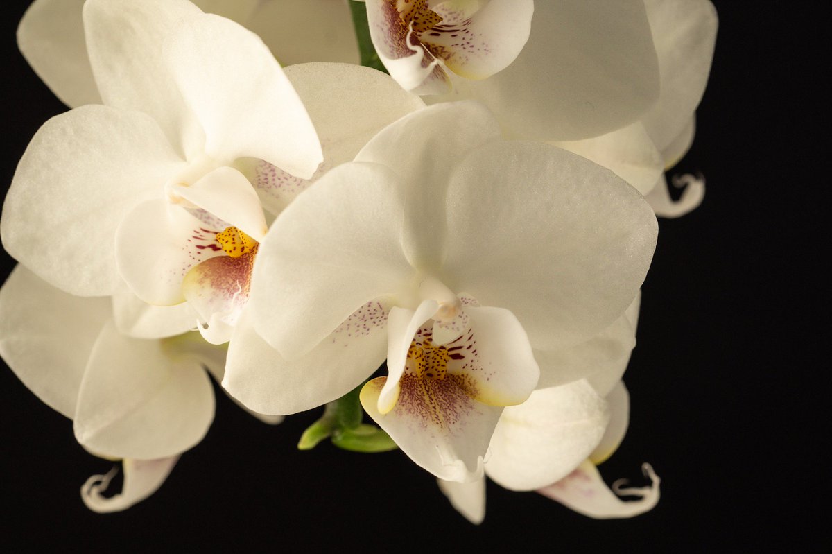 _orquideas_'s tweet photo. #orchid #orchids #orquidea #orquideas  #orchidee #orchideen #phalaenopsis #miniphal  in a @lechuza.world pot https://t.co/Q9V4uc4CWI