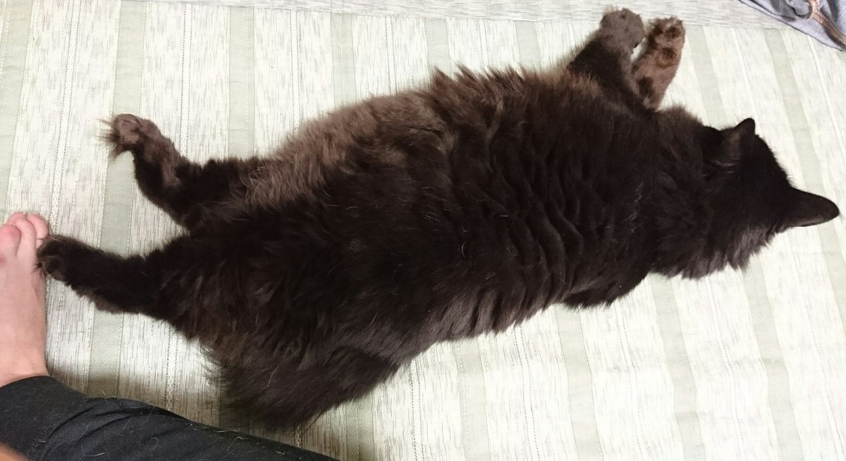 うちには 1枚目、（暴れすぎて）しかられる（黒）猫 と 2枚目&3枚目