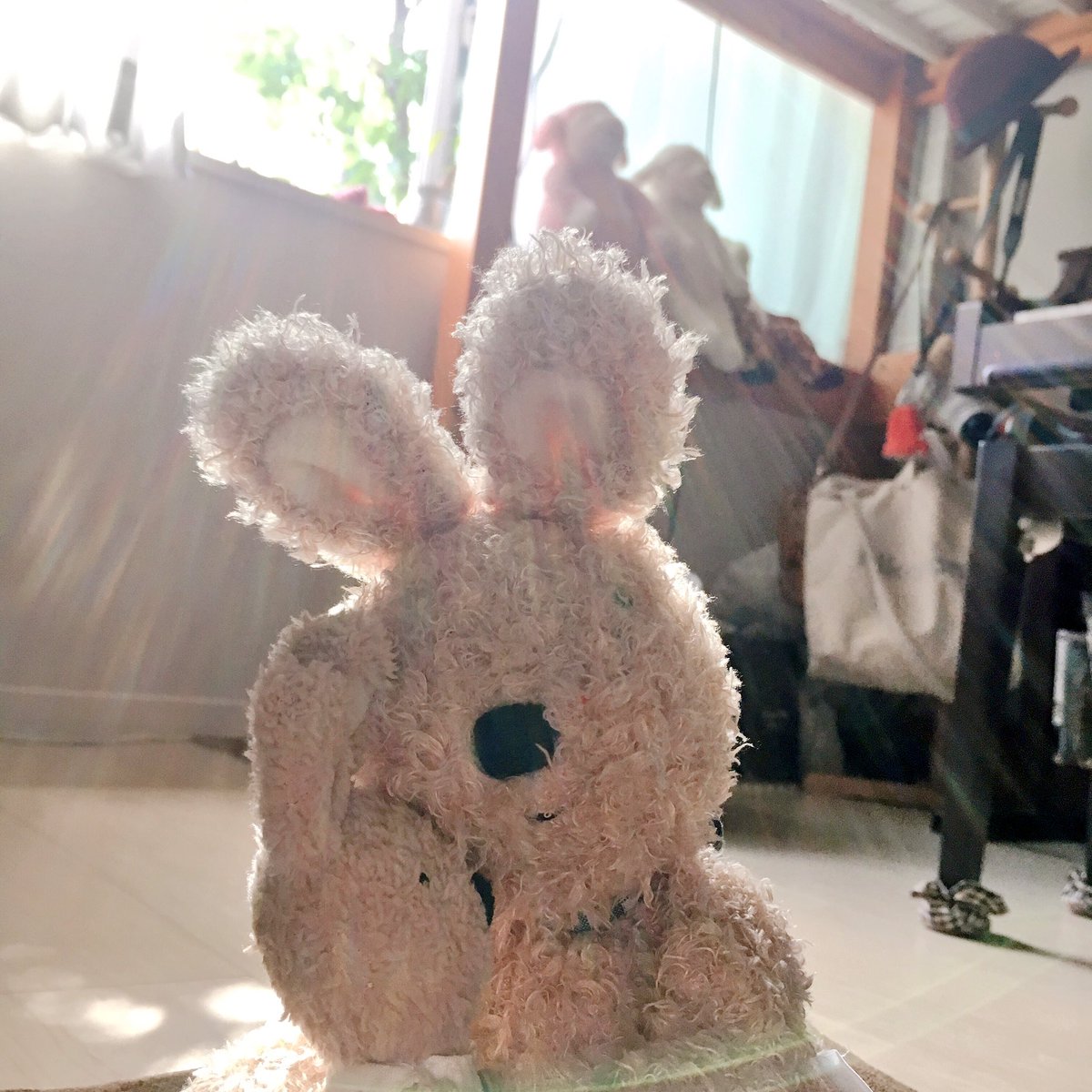 きさと おきて 遊んでほしい ルシュクル うさぎ ぬい撮り