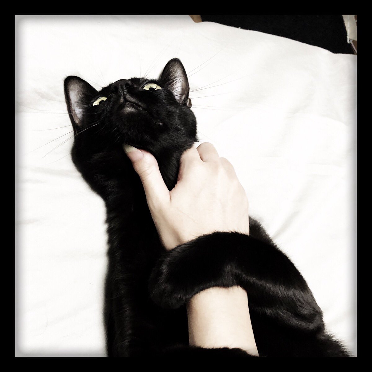 猫蹴り 猫蹴り