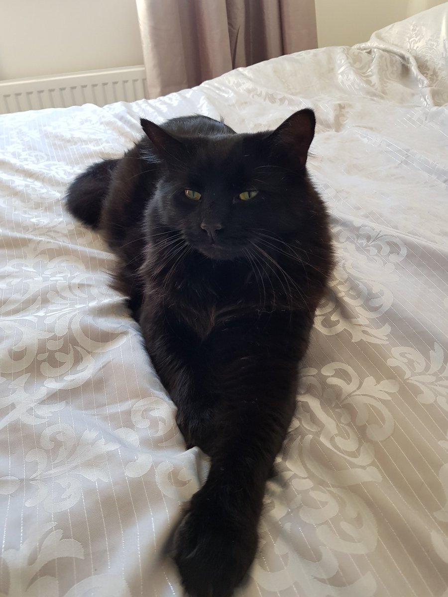 Lewibore's tweet photo. #blackcat #BlackCatDay https://t.co/HjRCGvZLVV